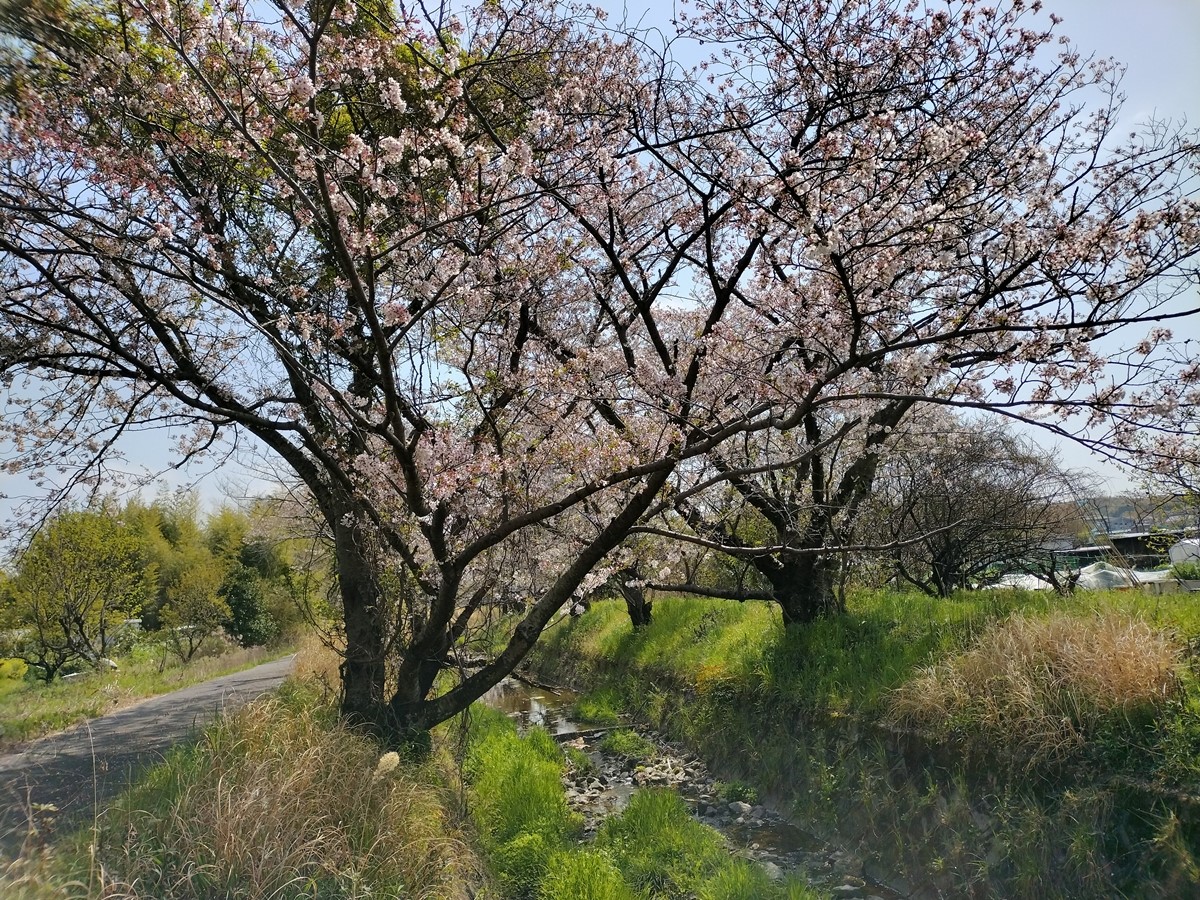 虚空蔵谷川の桜